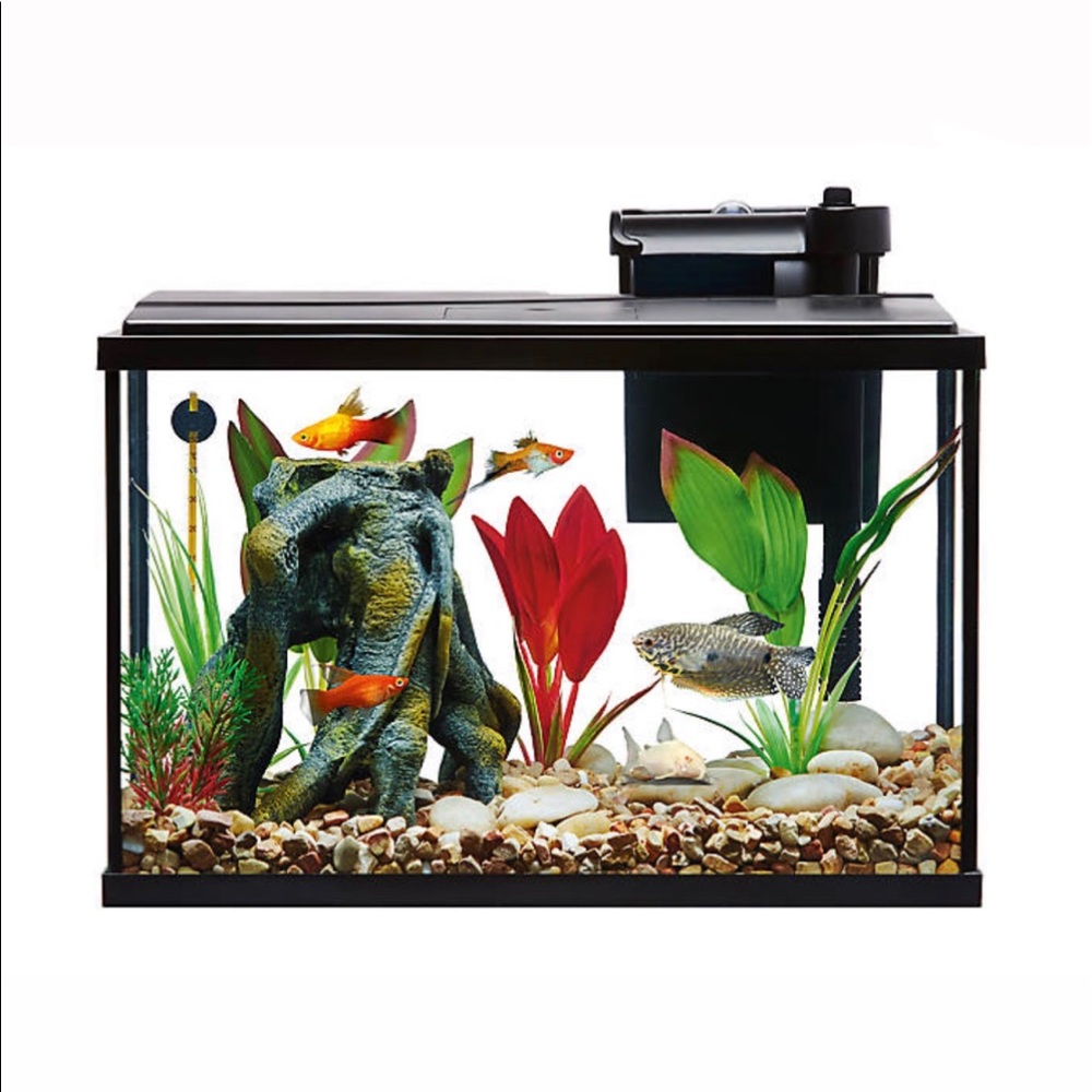 Top fin fish tank